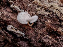 A white mushroom on a tree trunk photo