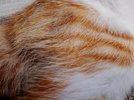 A cat laying on a wooden floor photo
