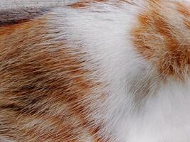 A cat is laying on a wooden bench photo