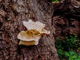 A mushroom growing on a tree trunk photo