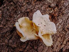 Two white mushrooms on a tree photo