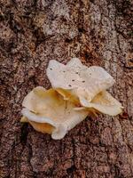 A mushroom growing on a tree trunk photo