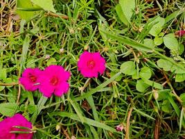 A close up of some pink flowers in the grass photo