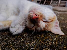 A cat laying on a concrete floor photo