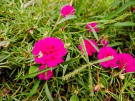 Pink flowers in the grass photo