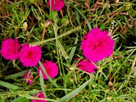 A group of pink flowers in the grass photo
