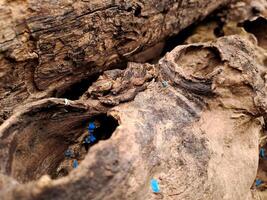 A close up of a tree trunk with blue paint on it photo