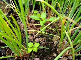 A small plant growing in the dirt photo