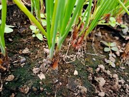A close up of some plants growing in the dirt photo
