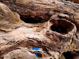 A close up of a tree trunk with a blue sticker on it photo