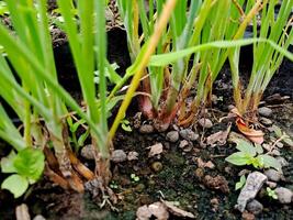 A close up of some plants in a garden photo