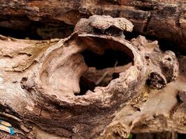 A close up of a tree trunk with a hole in it photo