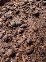 A pile of dirt with a few pebbles on it photo