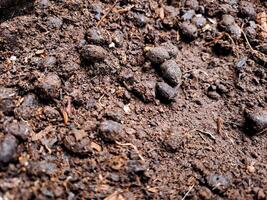 A pile of dirt with small rocks and dirt photo