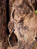 A close up of a tree trunk with a face on it photo
