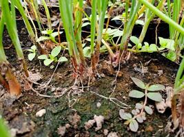 A close up of some plants with green stems photo