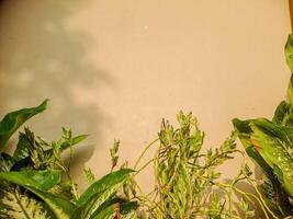 A wall with a plant on it photo
