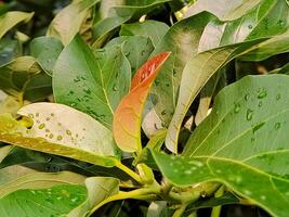 A close up of a plant with water droplets on it photo
