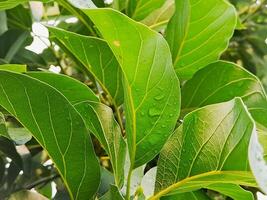 vibrant green avocado leaves with dewdrops, showcasing the beauty of fresh foliage and the magic of a morning dew. Perfect for nature botanical photo
