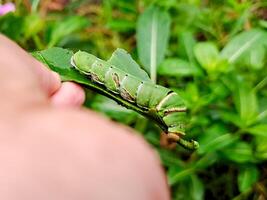 A person holding a green caterpillar on a leaf photo
