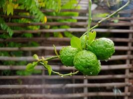 A bunch of green fruit hanging from a tree photo