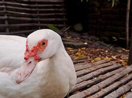 A white duck with red beak photo