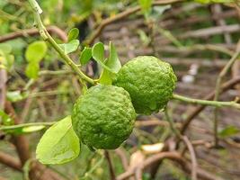 A green lemon tree with two ripe lemons photo