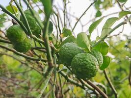 A bunch of green lemons on a tree photo
