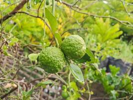 ripe kaffir limes Citrus hystrix hanging from a tree branch, showcasing their bumpy texture and vibrant green color. Perfect for food photography botanical photo