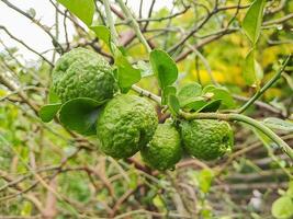 A bunch of green fruit hanging on a tree photo
