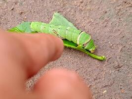 A person is holding a green caterpillar on a leaf photo