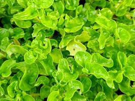 A close up of a green plant with leaves photo