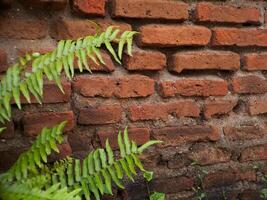 A brick wall with a fern growing on it photo