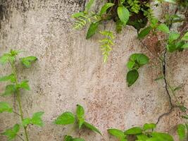 A plant growing on a wall with a crack photo