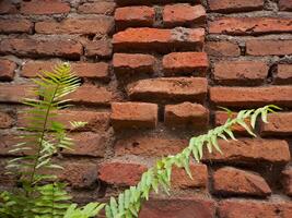 A brick wall with a fern growing on it photo