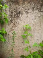 A wall with green plants and a bird photo