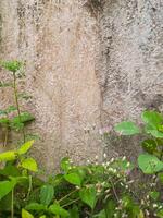 A wall with green plants and a bird photo