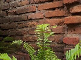 A vibrant green fern sprouts from a weathered brick wall, showcasing the resilience of nature and the beauty of unexpected growth photo