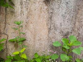Abstract texture of a weathered concrete wall with lush green vines growing over it. Perfect for nature inspired designs, architectural photo