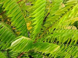 lush green starfruit leaves, showcasing their intricate feathery texture and vibrant color. Perfect for botanical illustrations, nature photo