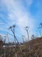 In spring, dried hogweed bushes against a blue sky with feathery clouds. photo
