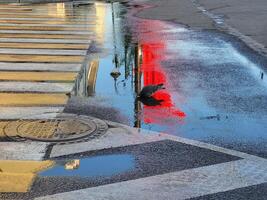 A blue pigeon drinks from a puddle on the roadway, a red flag is reflected in the puddle photo