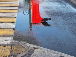 A blue pigeon drinks from a puddle on the roadway, a red flag is reflected in the puddle. photo