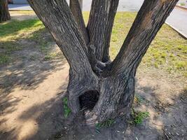 A large tree with a hollow near the ground in the park on a clear sunny day. photo