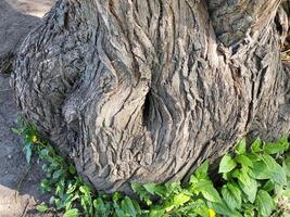 Grey textured trunk of an old tree with a hollow at the bottom on a bright spring day. photo