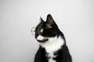 A smart black and white cat with round glasses looks away from the camera. photo