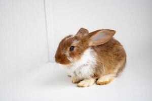 The rabbit is brown in color. Cute fluffy Easter bunny on a white background The concept of Easter and the animal world photo