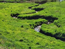 On a sunny spring day, a stream winds through a green meadow in tall grass. photo