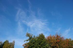 Blue sky with feathery white clouds above the trees on a clear sunny day photo