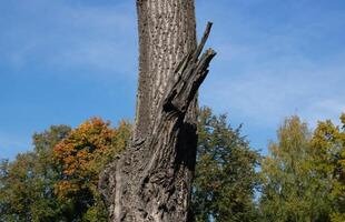 A tree trunk with a broken withered branch against the blue sky on a clear sunny day in the park. photo